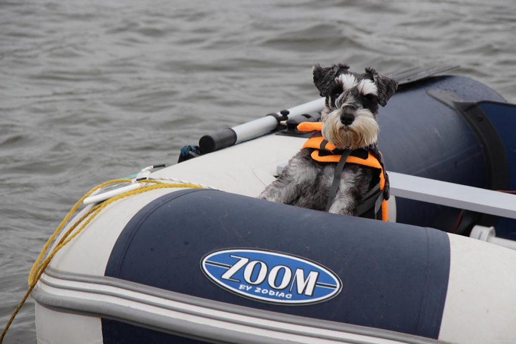 a small dog riding in an inflatable boat